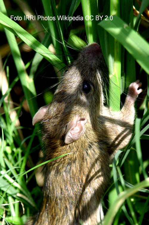Bild dieser Ratte