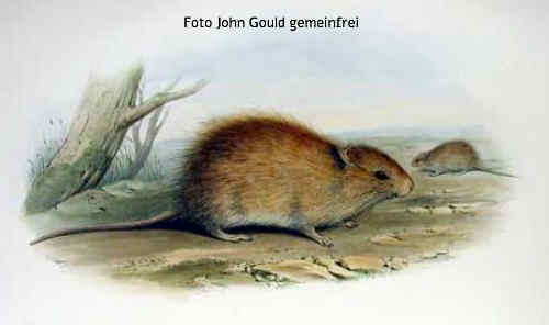 Bild Rattus lutreolus